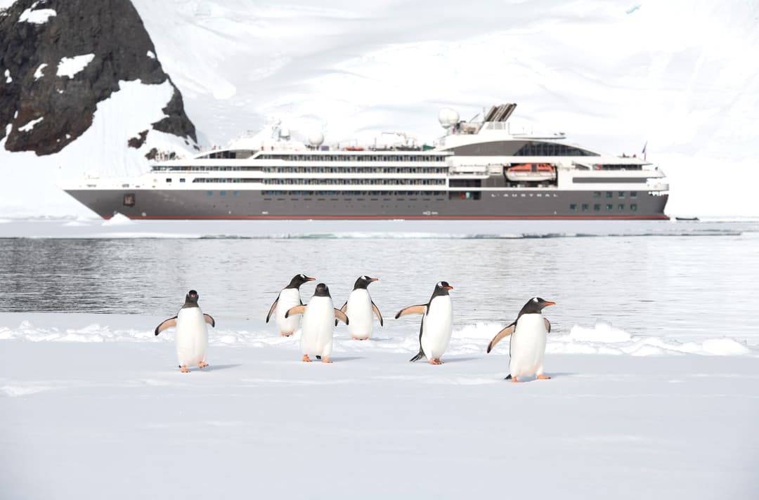 L'austral Manchots Papous ©Studio Ponant Sylavain Adenot