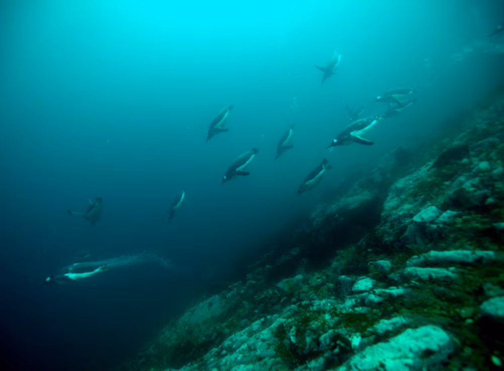 Oceanwide Expeditions Polar Diving 2.jpeg