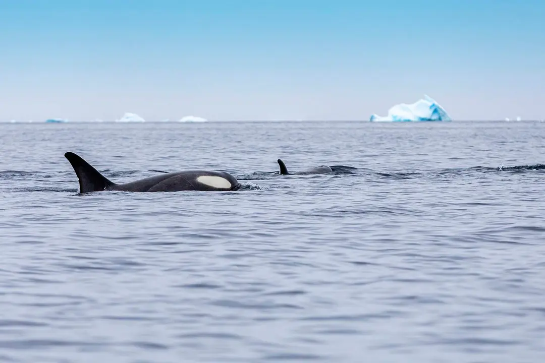 Scenic Eclipse Antarctica Whilhelmina Bay Roger Pimenta 7