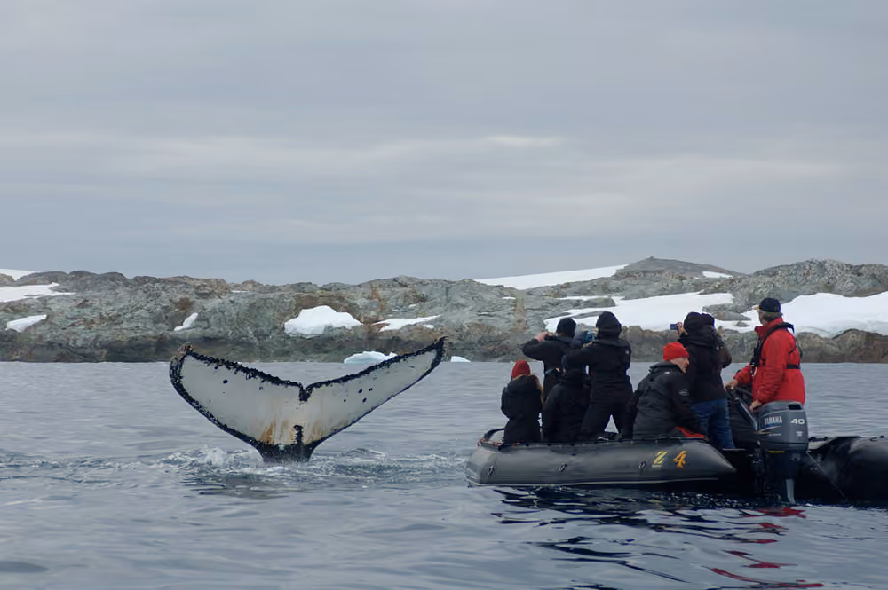 Oceanwide Expeditions Excursions Zodiac cruising Wildlife spotting_Elke Lindner.jpeg