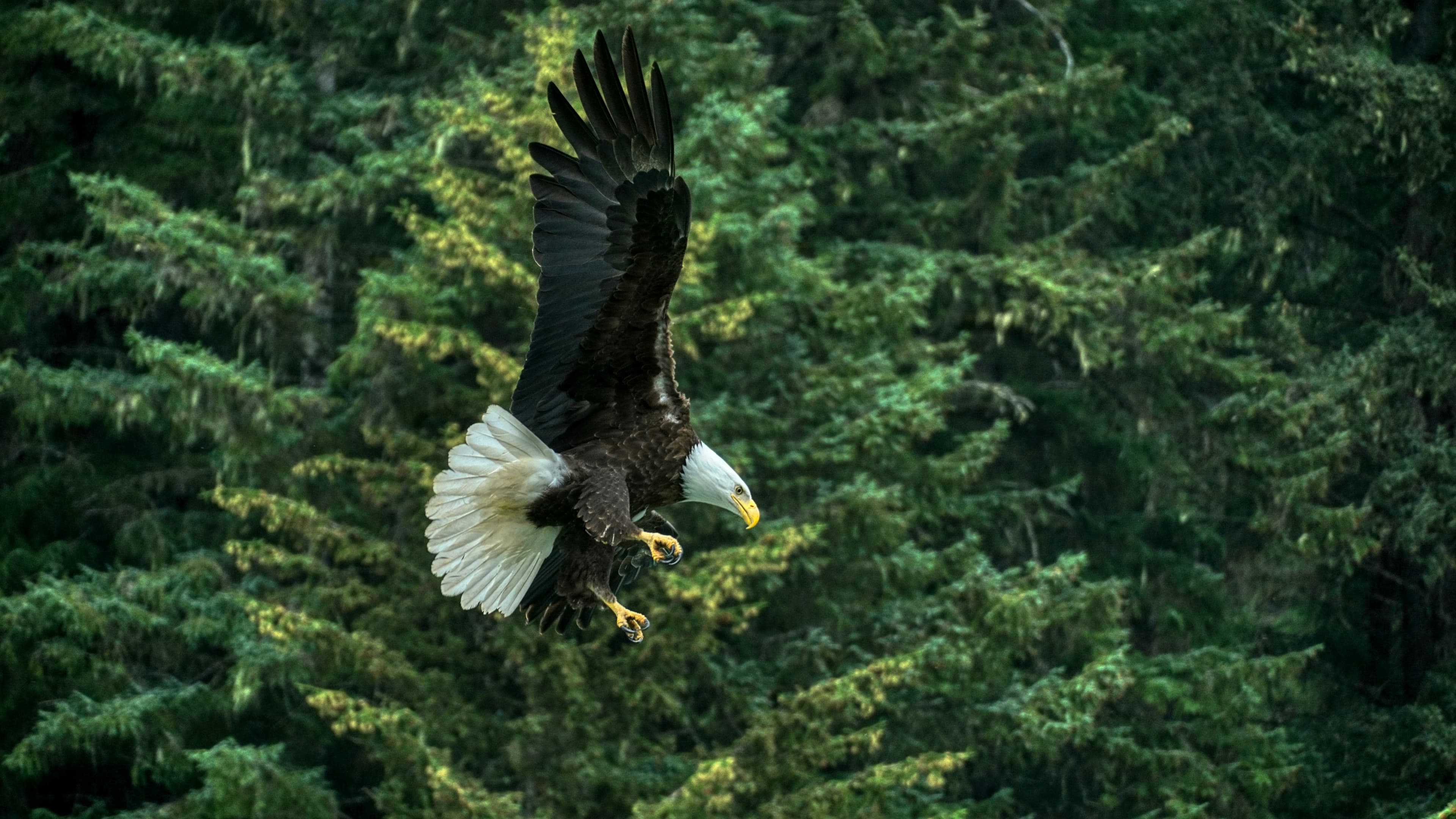 Alaska’s Inside Passage: Where the Mountains Meet the Sea