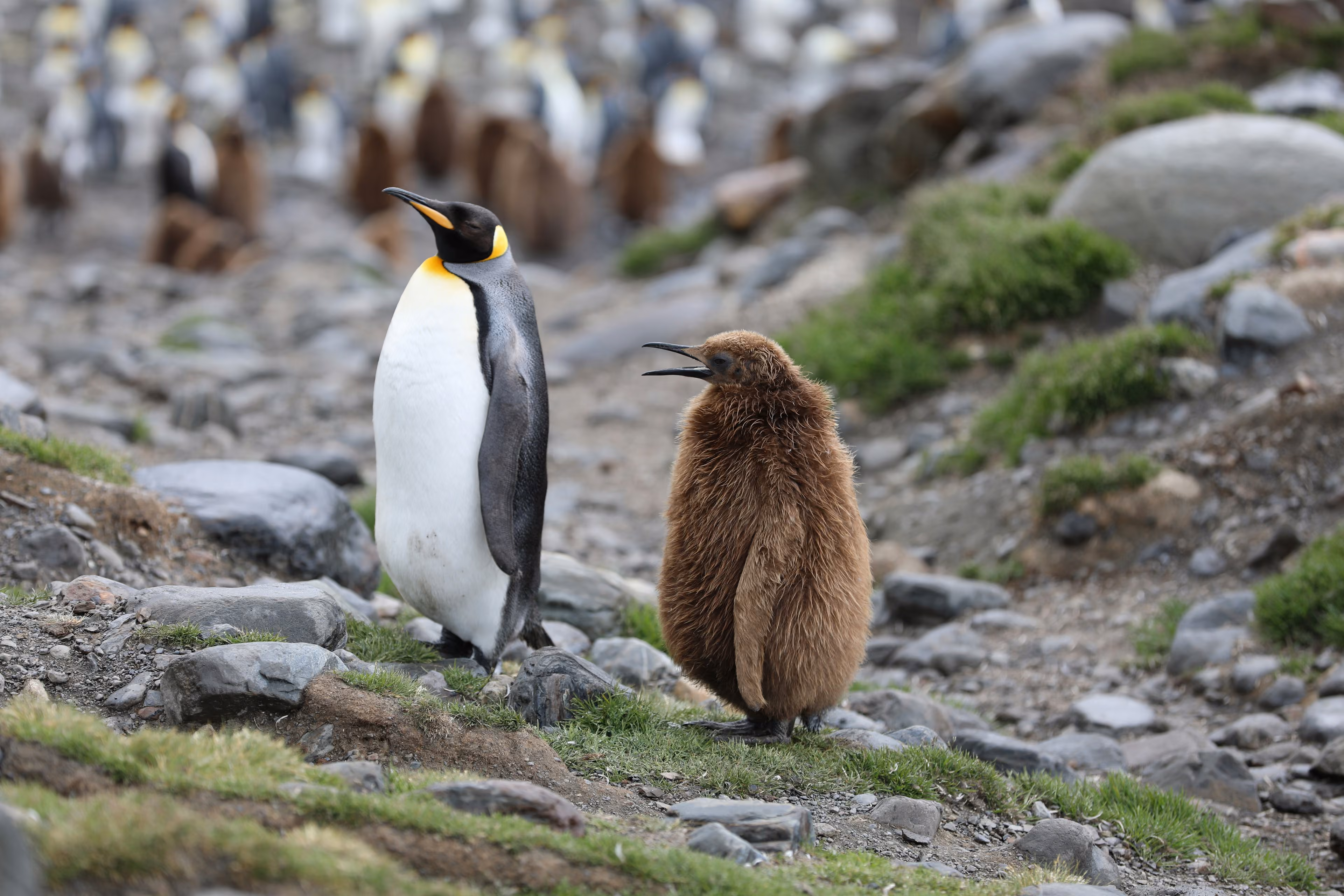 In-depth Antarctica, Falklands & South Georgia Expedition