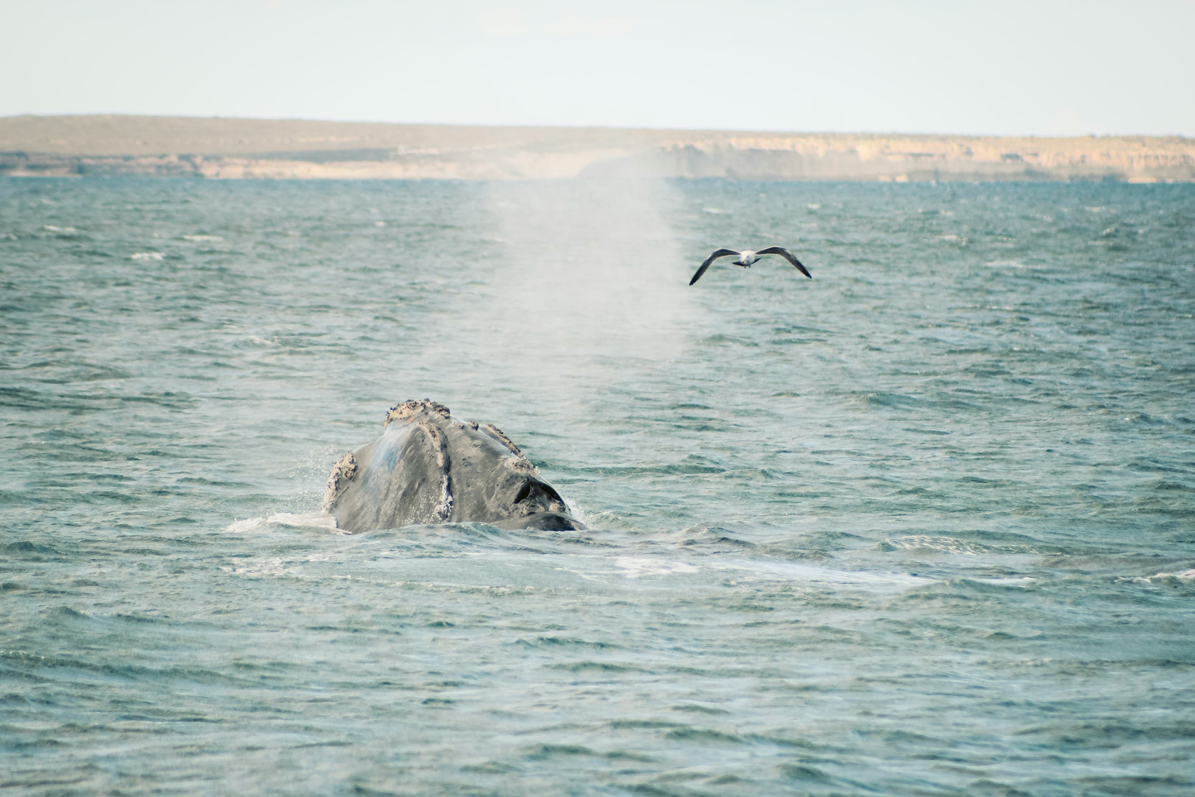 Puerto Williams to Buenos Aires
