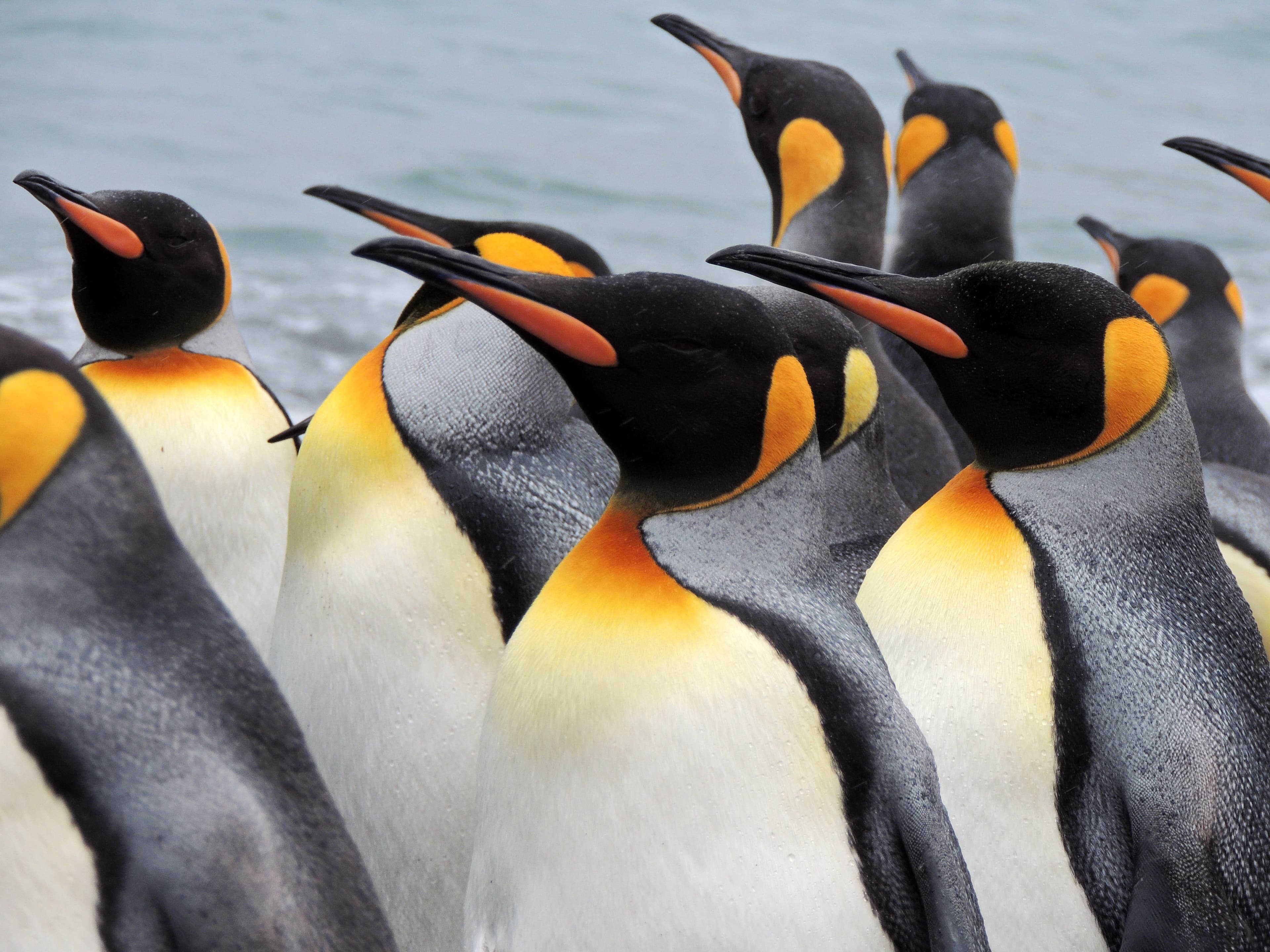South Atlantic Cruise: from South Africa to Antarctica