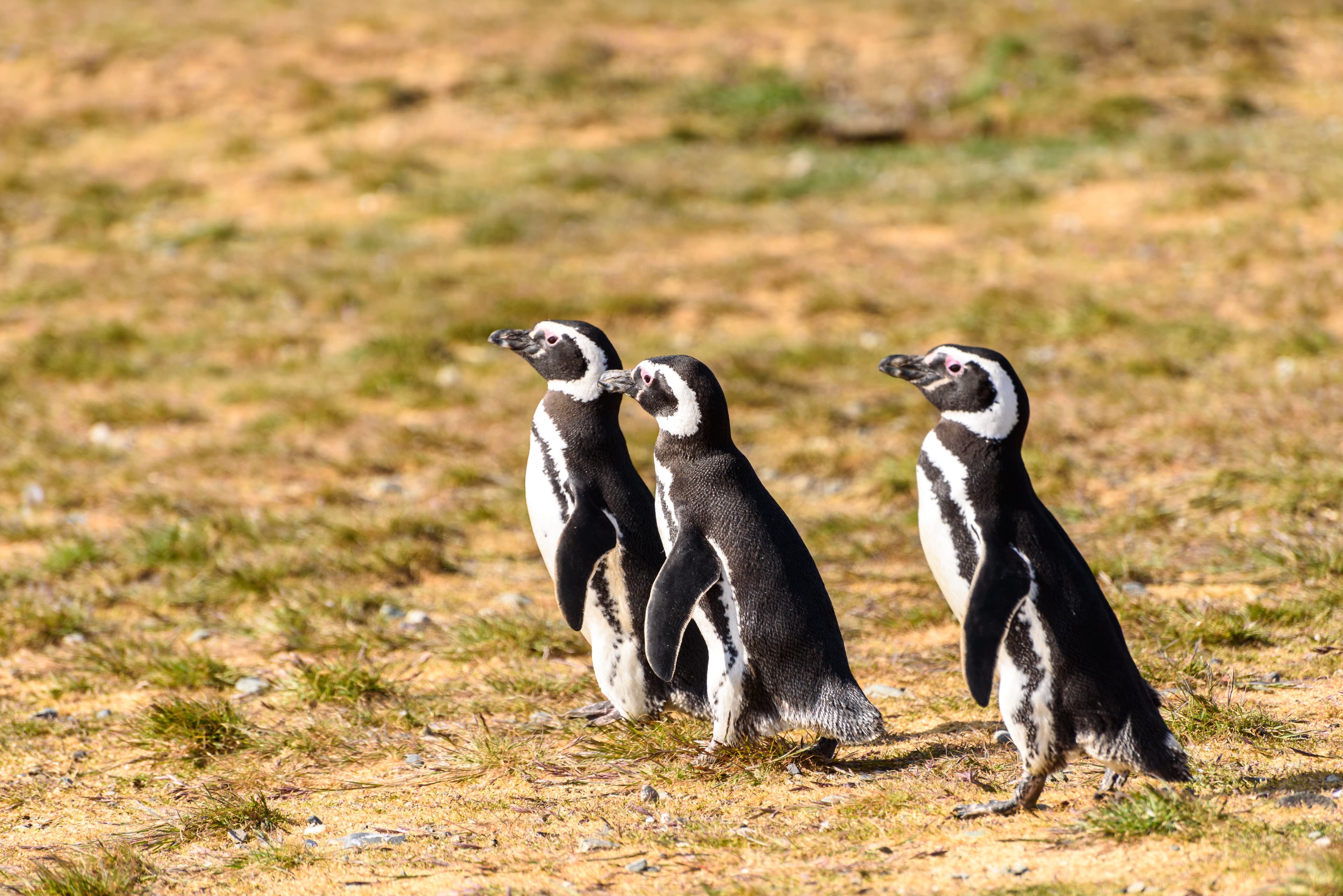 Patagonian Explorer