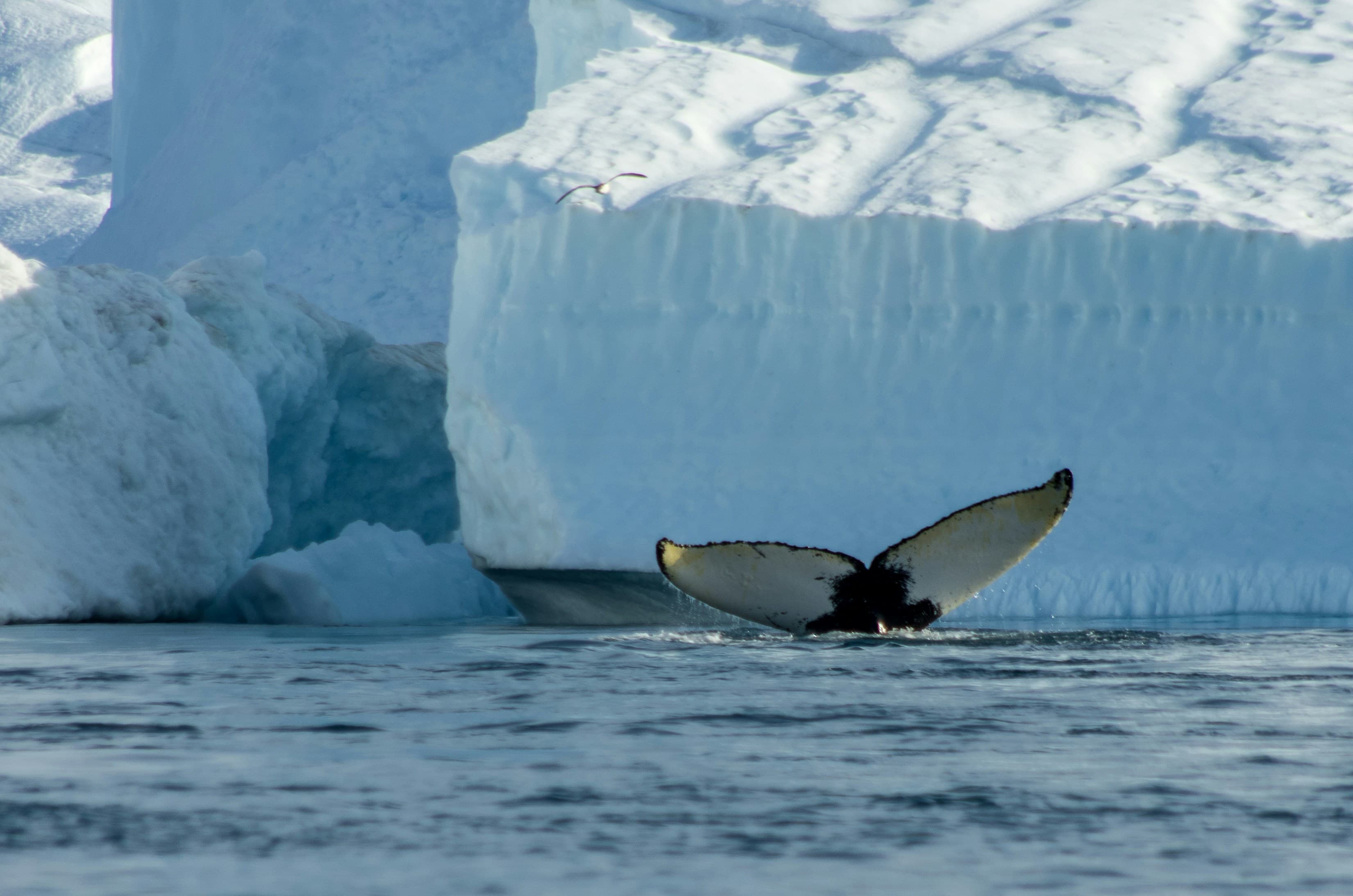 Polar Wilderness Quest