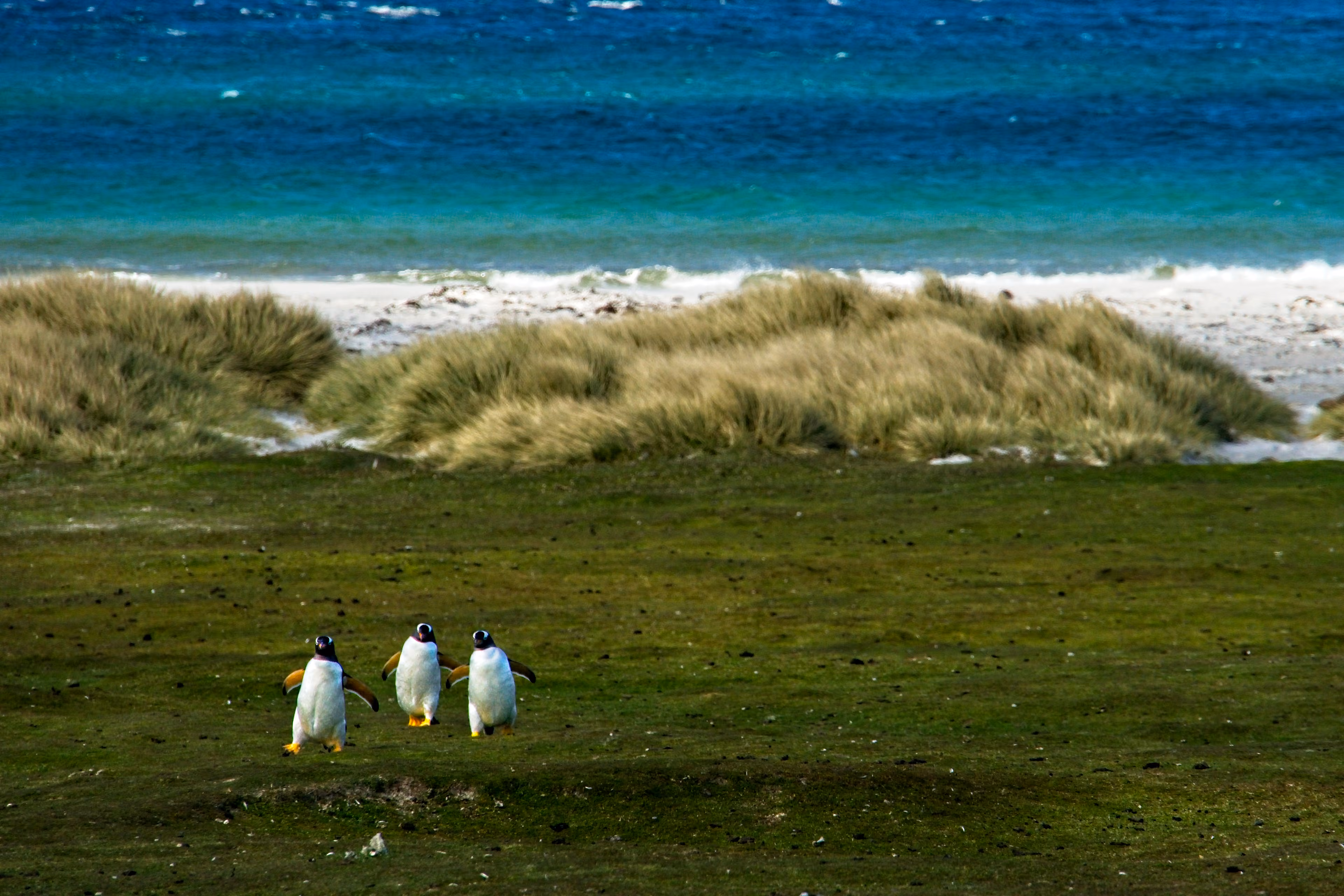 King George Island to Puerto Williams