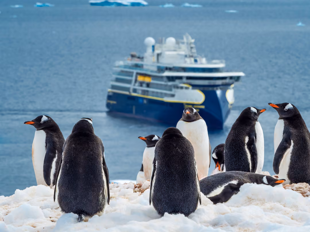 Ng Le Ng Resolution Wildlife Penguins Citizen Science ©Lindblad Expeditions Ralph Lee Hopkins 2