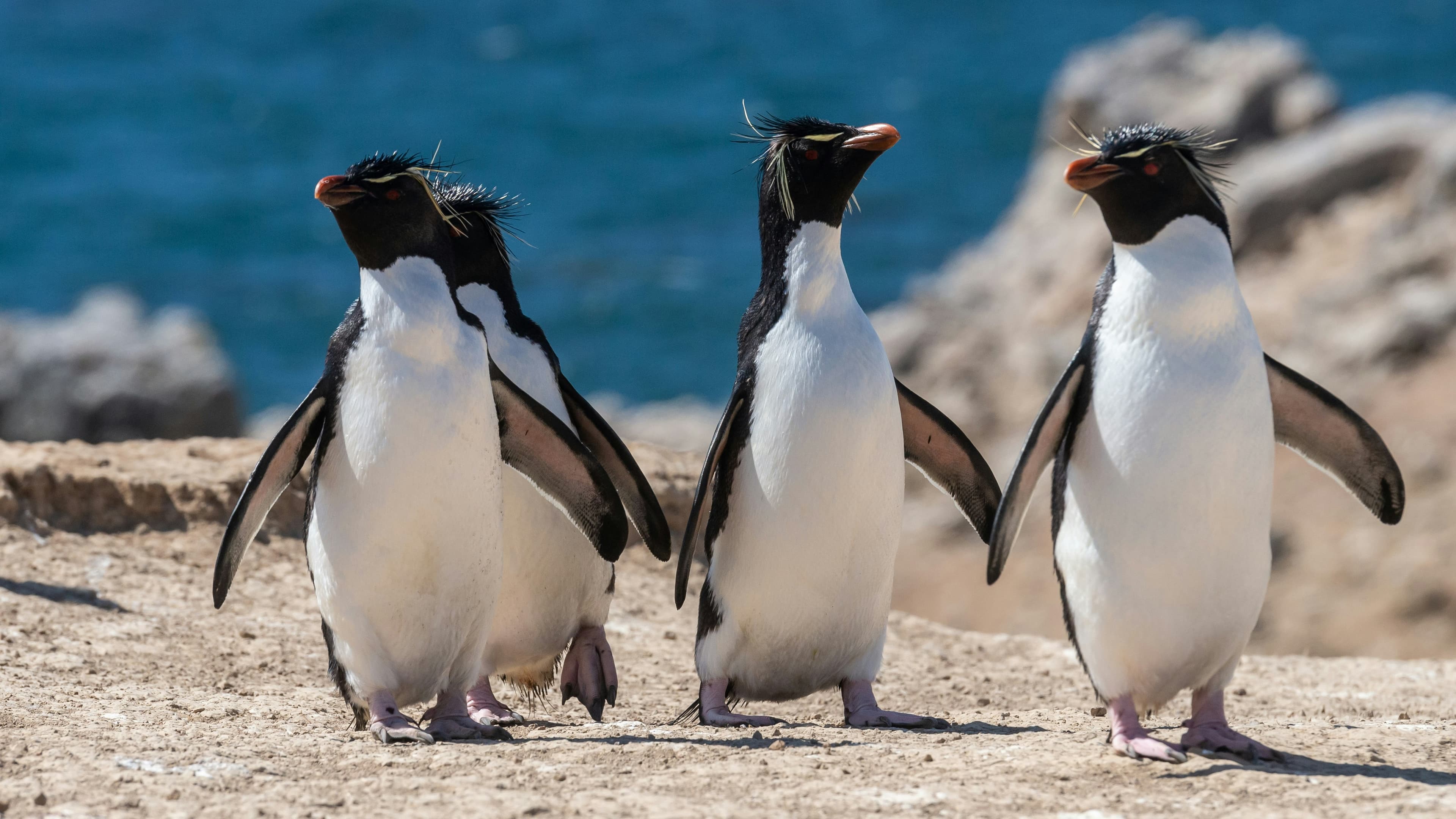 Scott & Shackleton’s Antarctic - Ross Sea Expedition