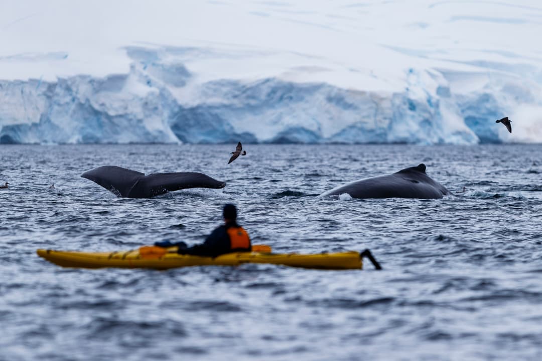 Quark Expeditions, Sea Kayaking In Antarctica 5 ©Nicky Souness
