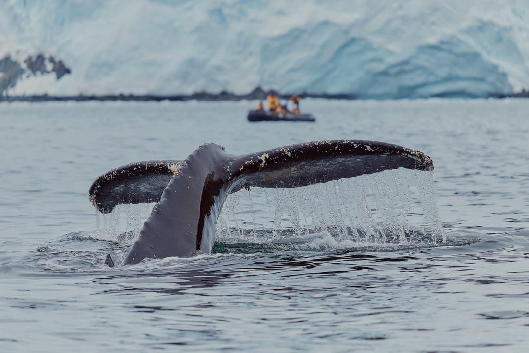 Quark Expeditions, Whale Breaching In Antarctica ©Gajan Balan