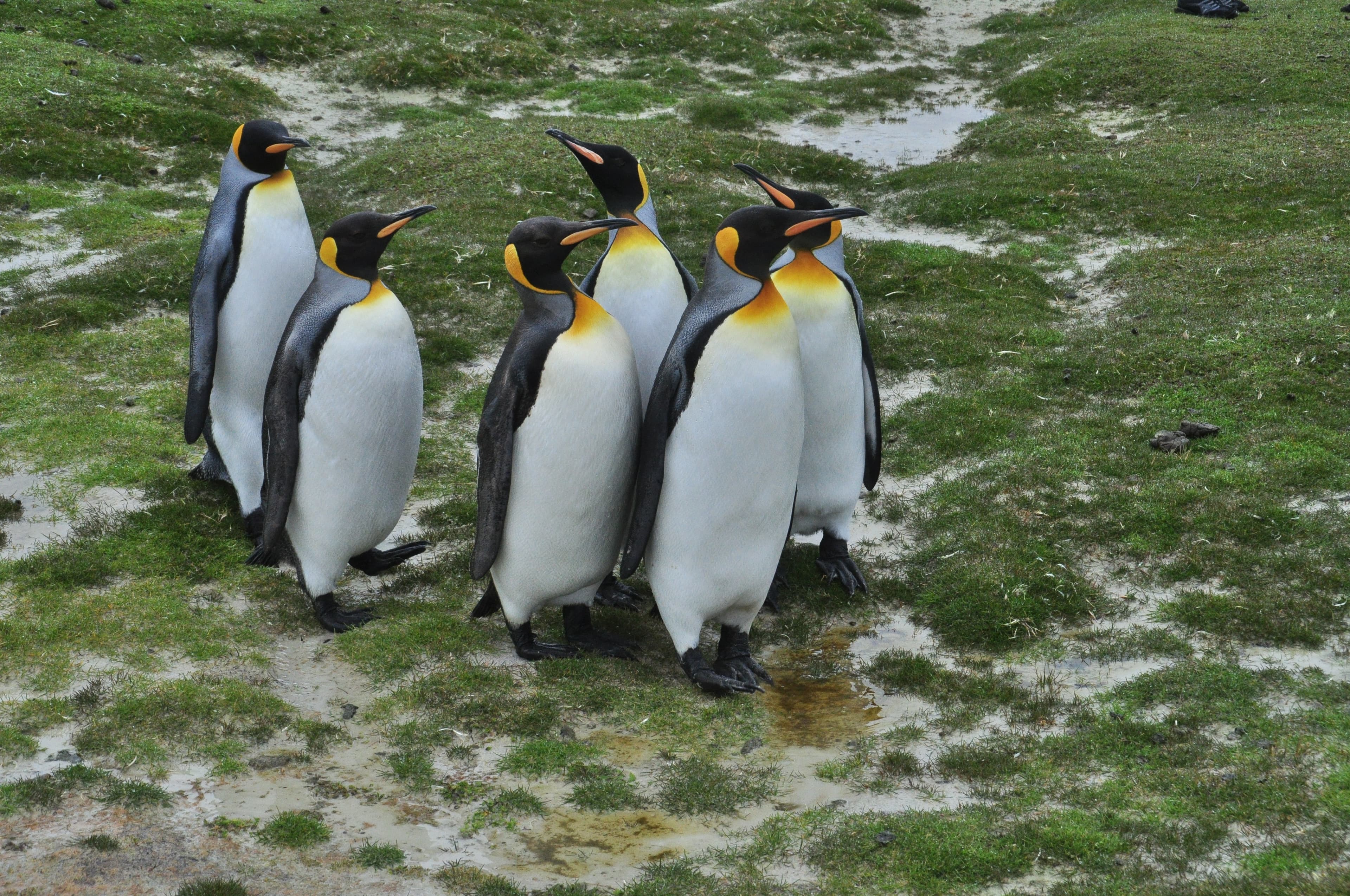 King George Island to Puerto Williams
