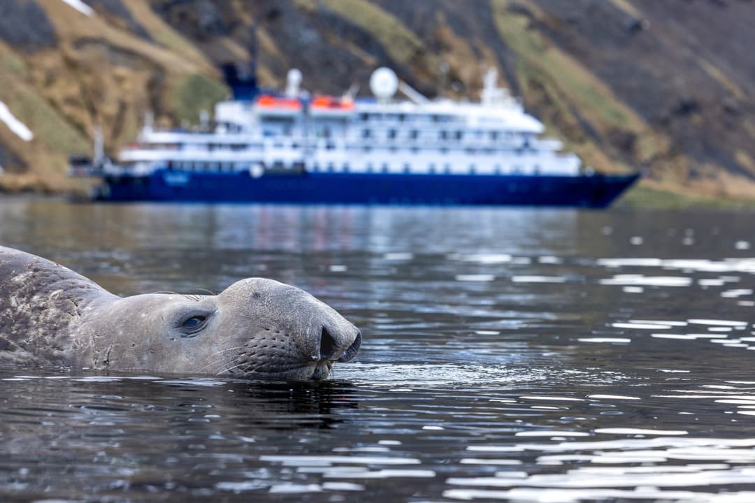 Sea Spirit Wildlife ©Poseidon Expeditions, Piet Van Den Bemd