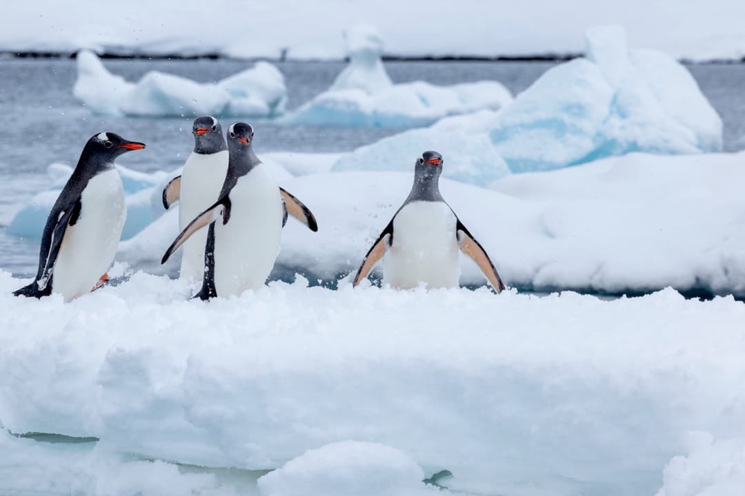 Penguins ©Poseidon Expeditions, Piet Van Den Bemd