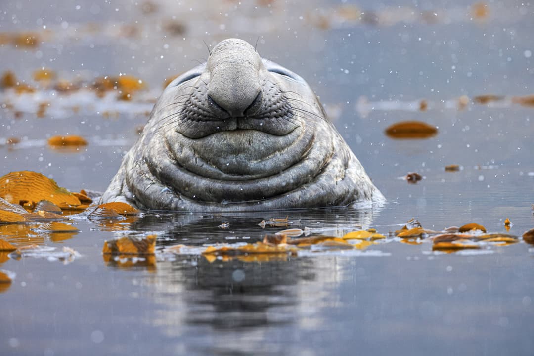 Wildlife In Antarctica ©Poseidon Expeditions, Piet Van Den Bemd