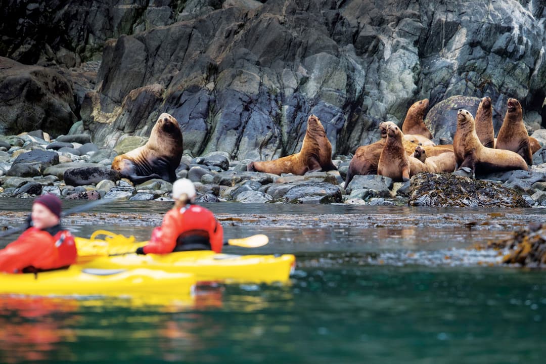 Seabourn Kayaking With Steller Sea Lions Alaska ©Galaxiid