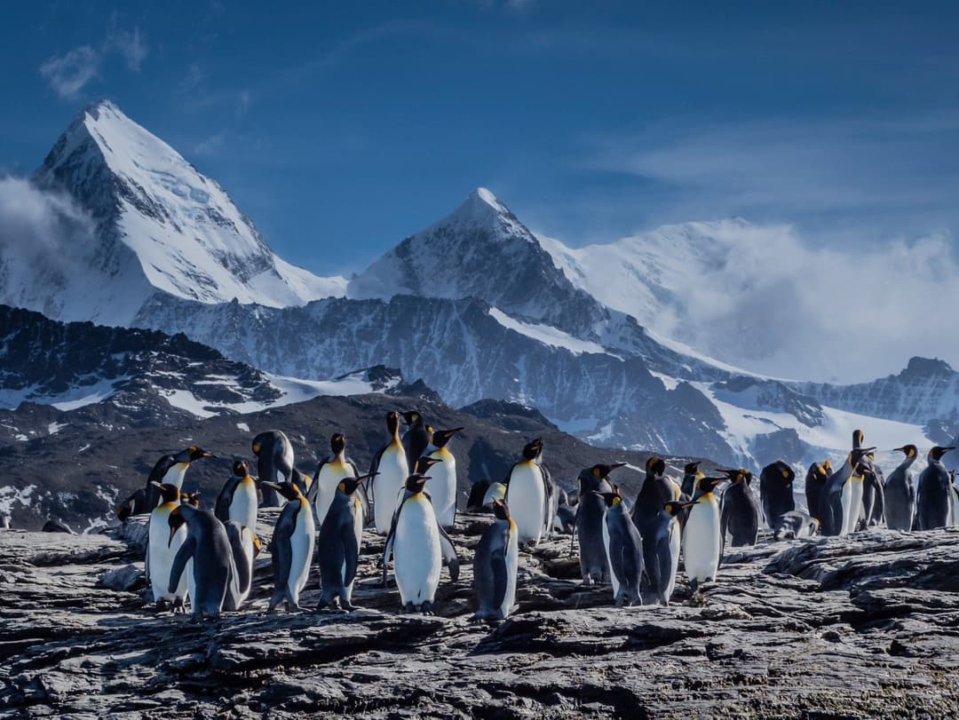 Polar Latitudes Expeditions Mv Discoverer Falklands Excursions 2