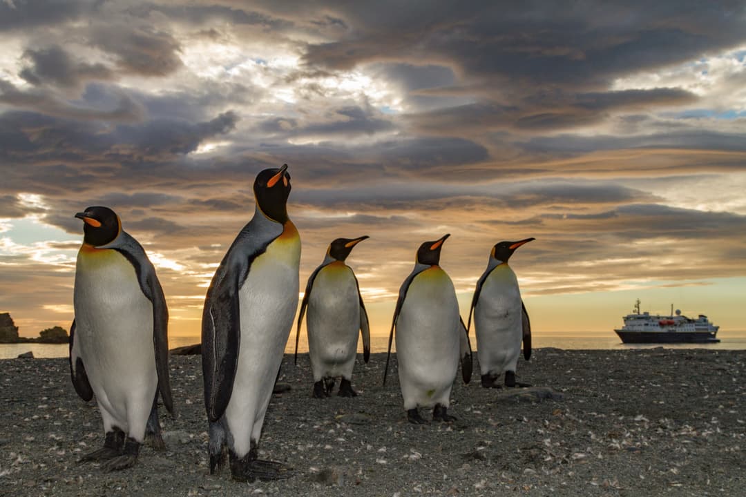 Ng Lindblad Expeditions National Geographic Ship Exterior Peguins