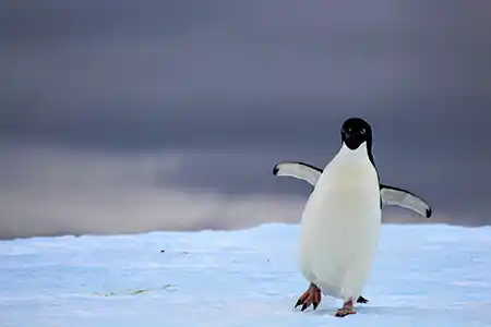 Drake Express