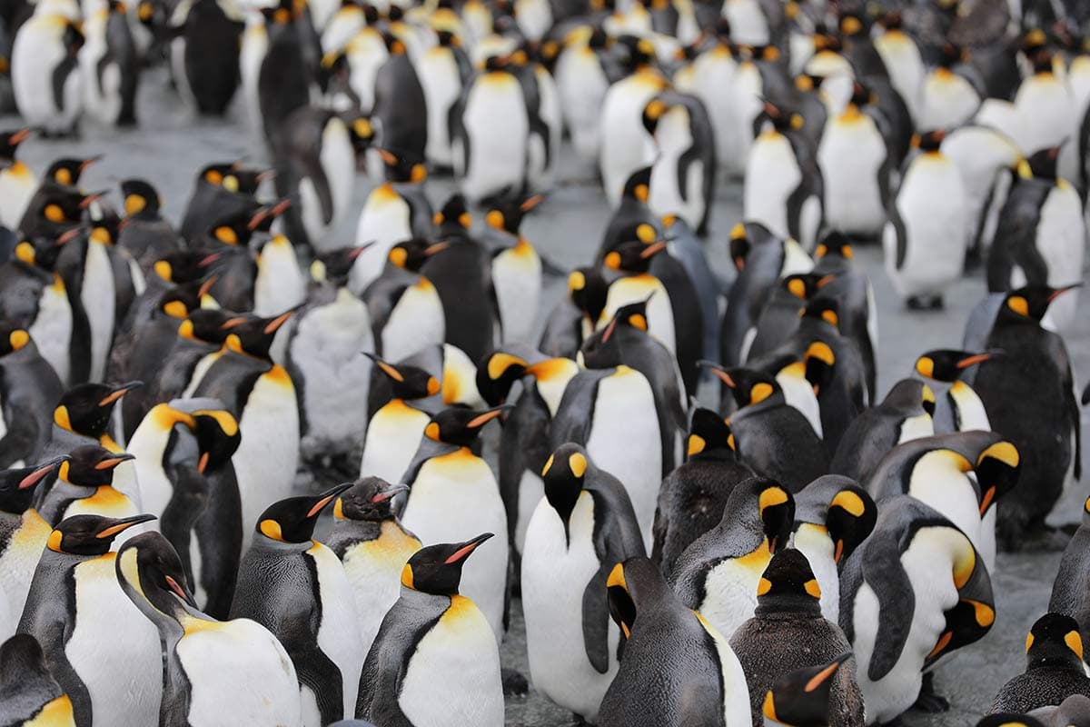 57-Day South Pacific, Antarctica, South Georgia & Falklands