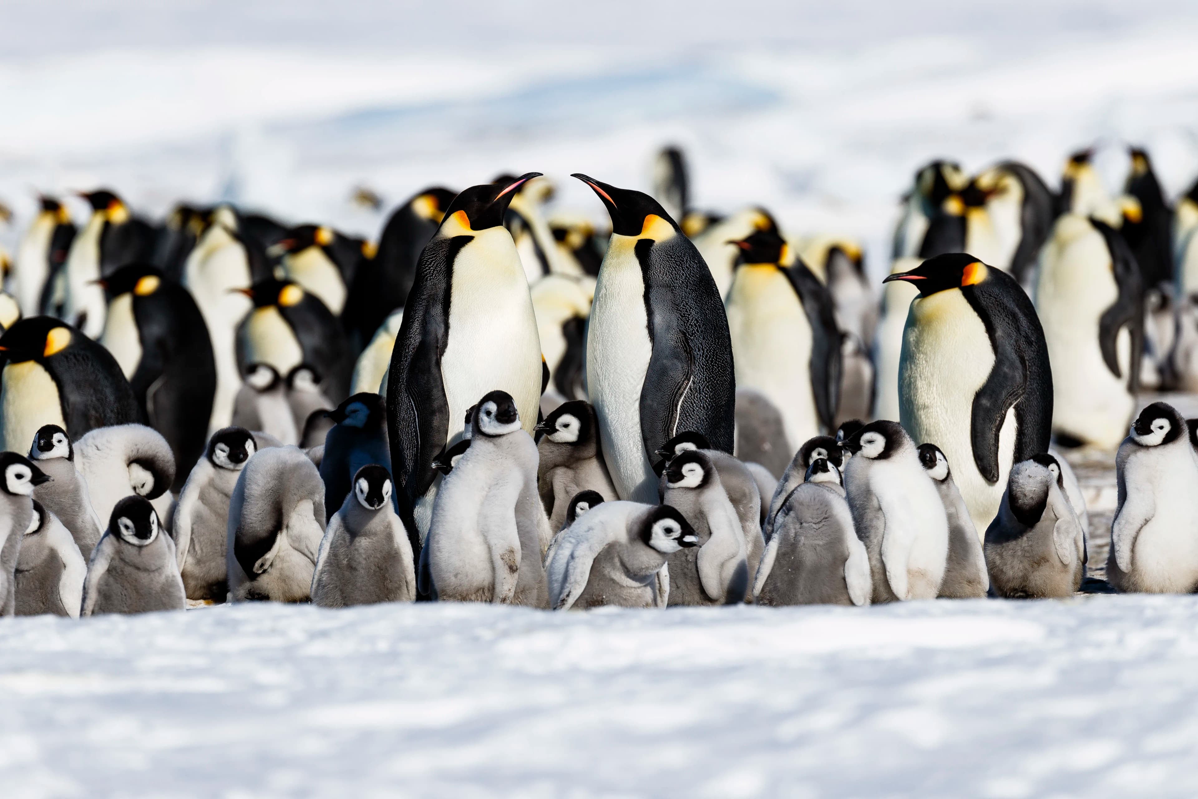 Emperor Penguin Quest: Expedition to Snow Hill