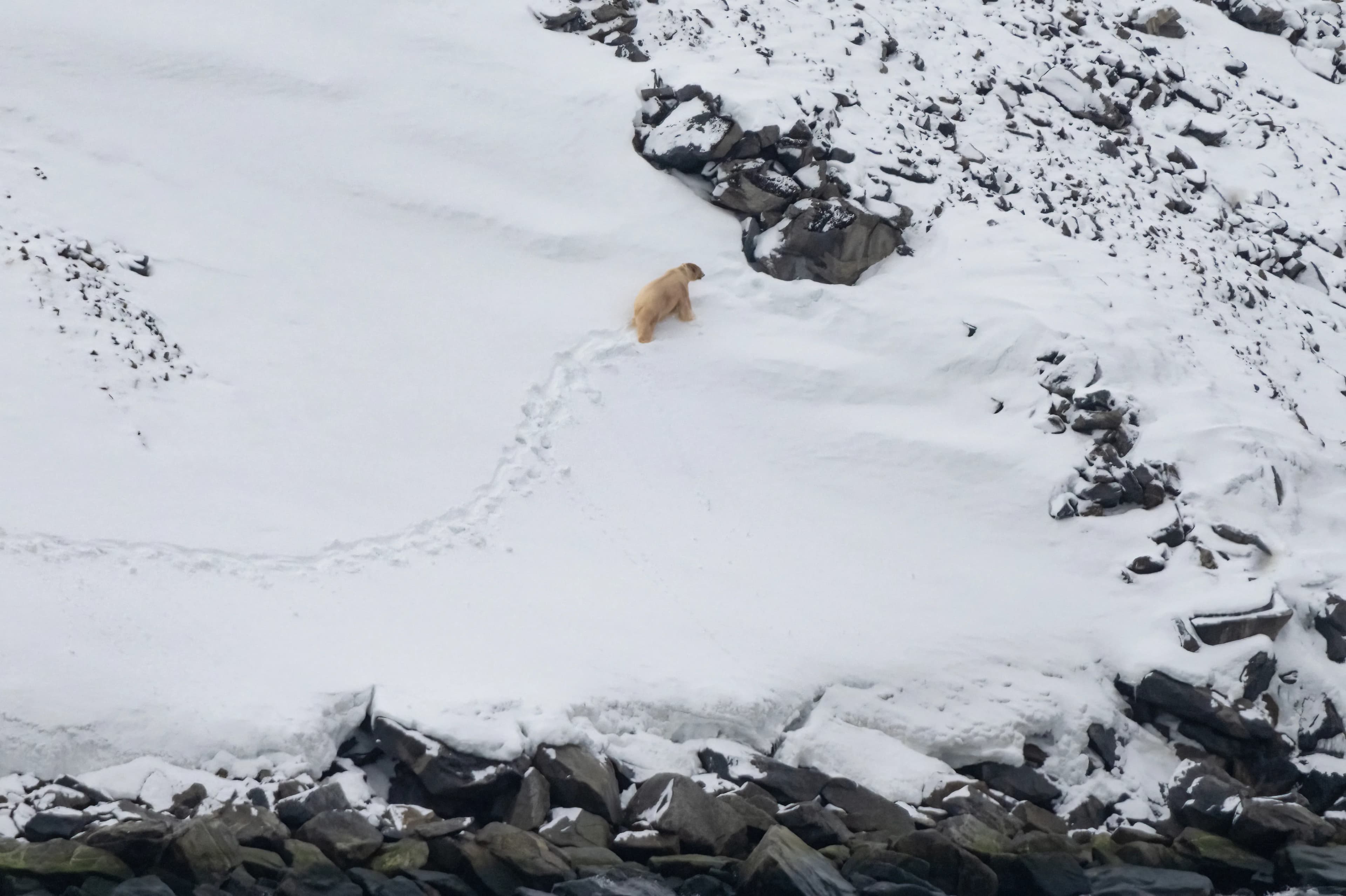Svalbard in Spring: Sea Ice, Pristine Snow and Wildlife