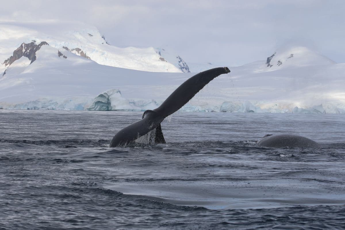 Spirit of Terra Nova onboard Terra Nova Adventurer