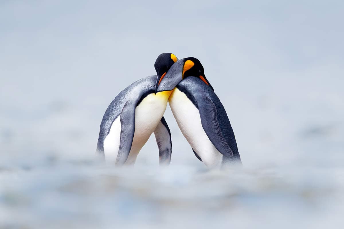 polar travel club